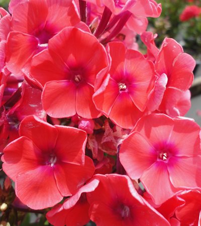 Phlox Top Shelf™ Tequila Sunrise